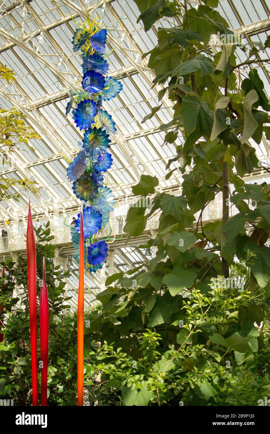 Perses de maison tempérée. Grande sculpture en verre bleu de Dale Chihuly accrochée au toit de la maison victorienne Temperate, Kew Gardens parmi les plantes Banque D'Images