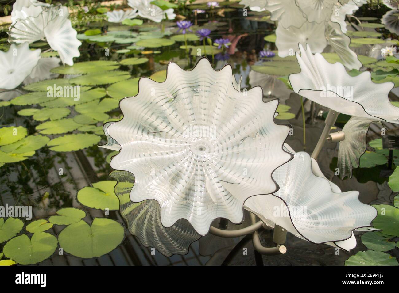 Étang Perse blanc éthéré : grande sculpture en verre soufflé de Dale Chihuly flottant sur un étang de nénuphars dans la serre de Kew Gardens, en Angleterre Banque D'Images