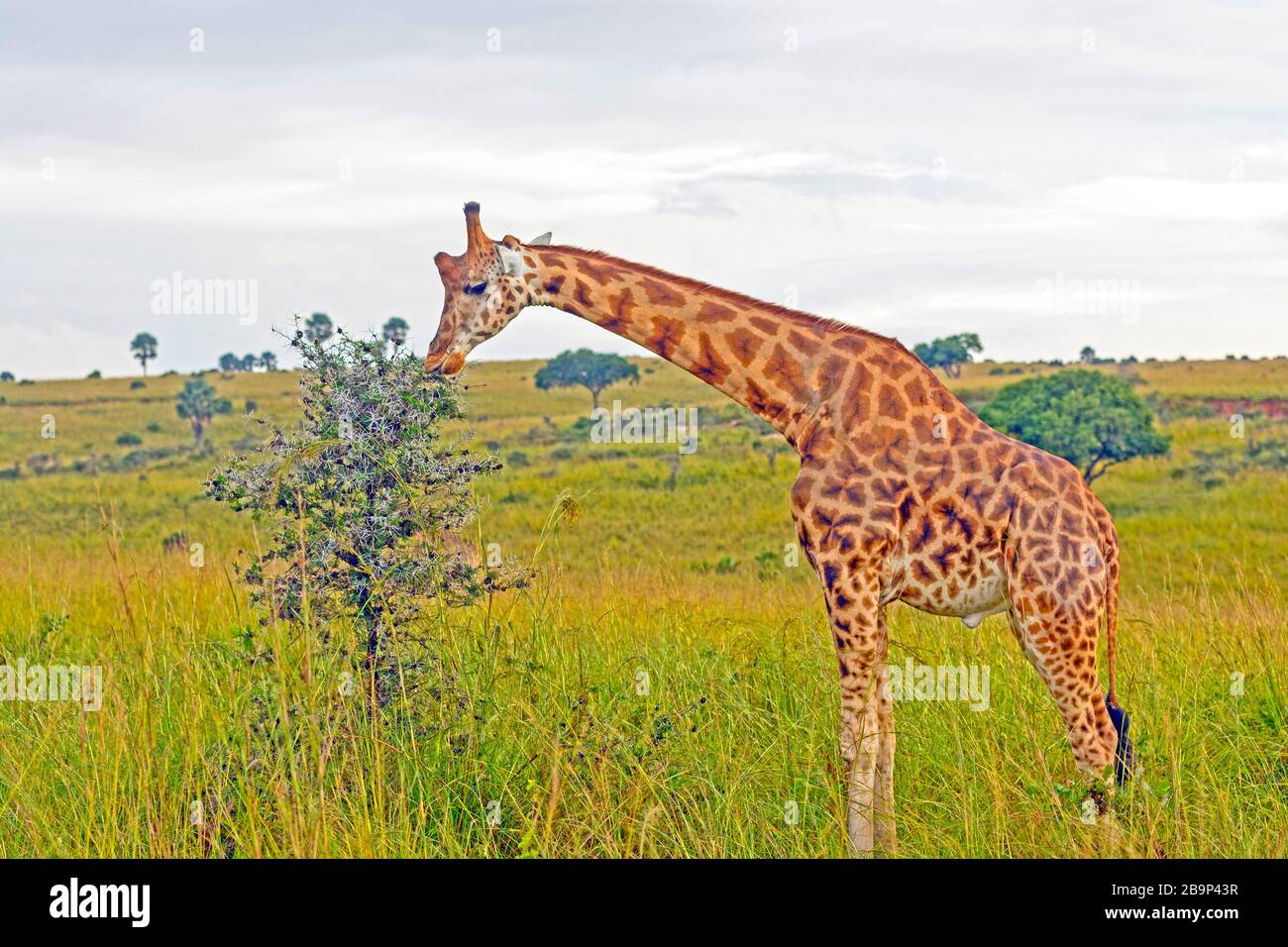 La girafe de Rothchild mange dans le parc national de Murchison Falls en Ouganda Banque D'Images