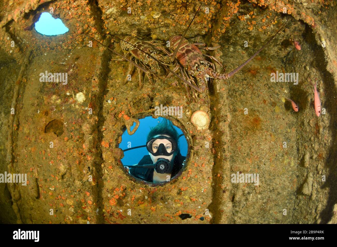 Images sous-marines de plongeurs et de la vie marine en plongée dans certains épaves du navire autour de Saint-Martin, dans les Caraïbes Banque D'Images