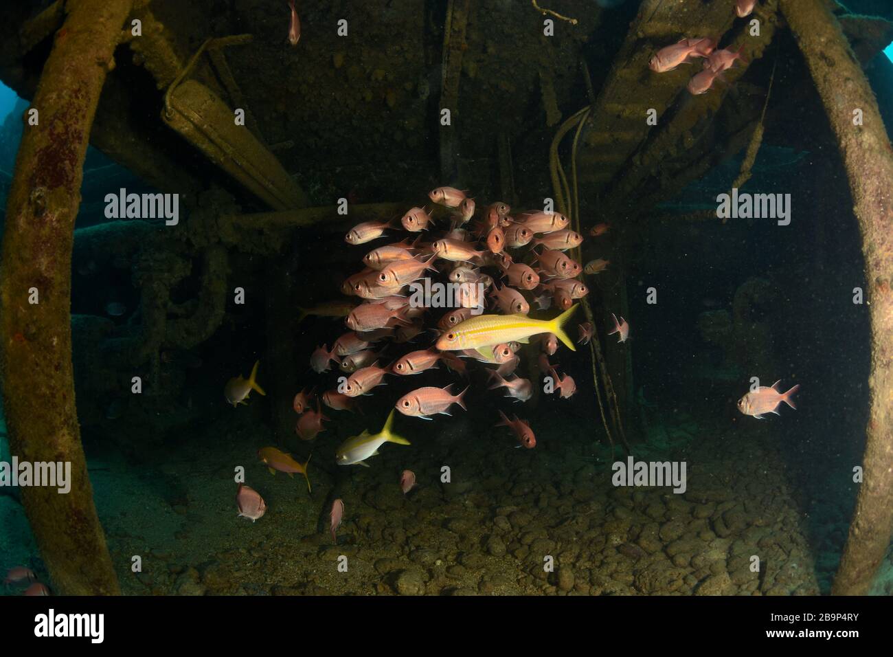 Images sous-marines de plongeurs et de la vie marine en plongée dans certains épaves du navire autour de Saint-Martin, dans les Caraïbes Banque D'Images