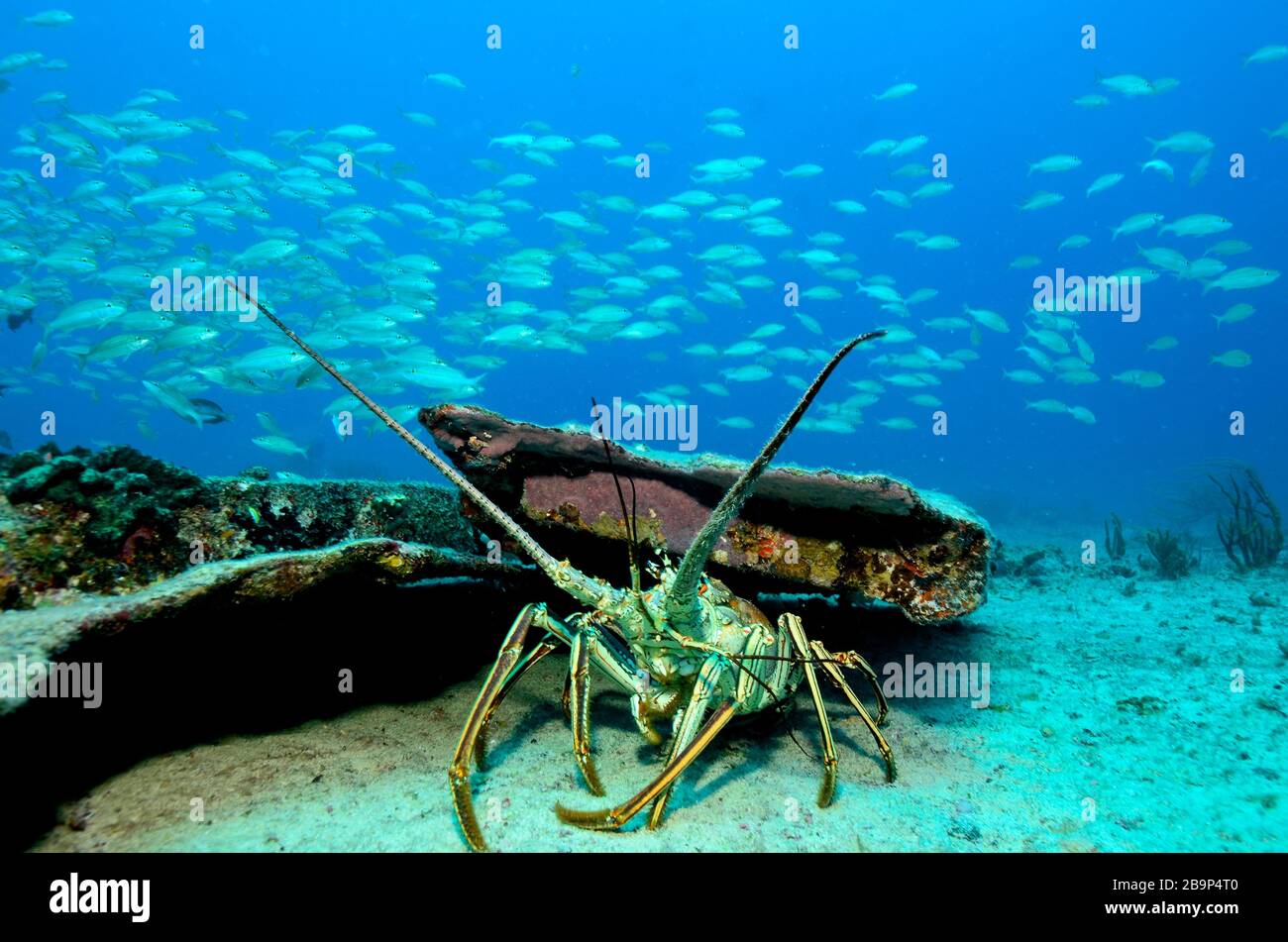 Images sous-marines de plongeurs et de la vie marine en plongée dans certains épaves du navire autour de Saint-Martin, dans les Caraïbes Banque D'Images