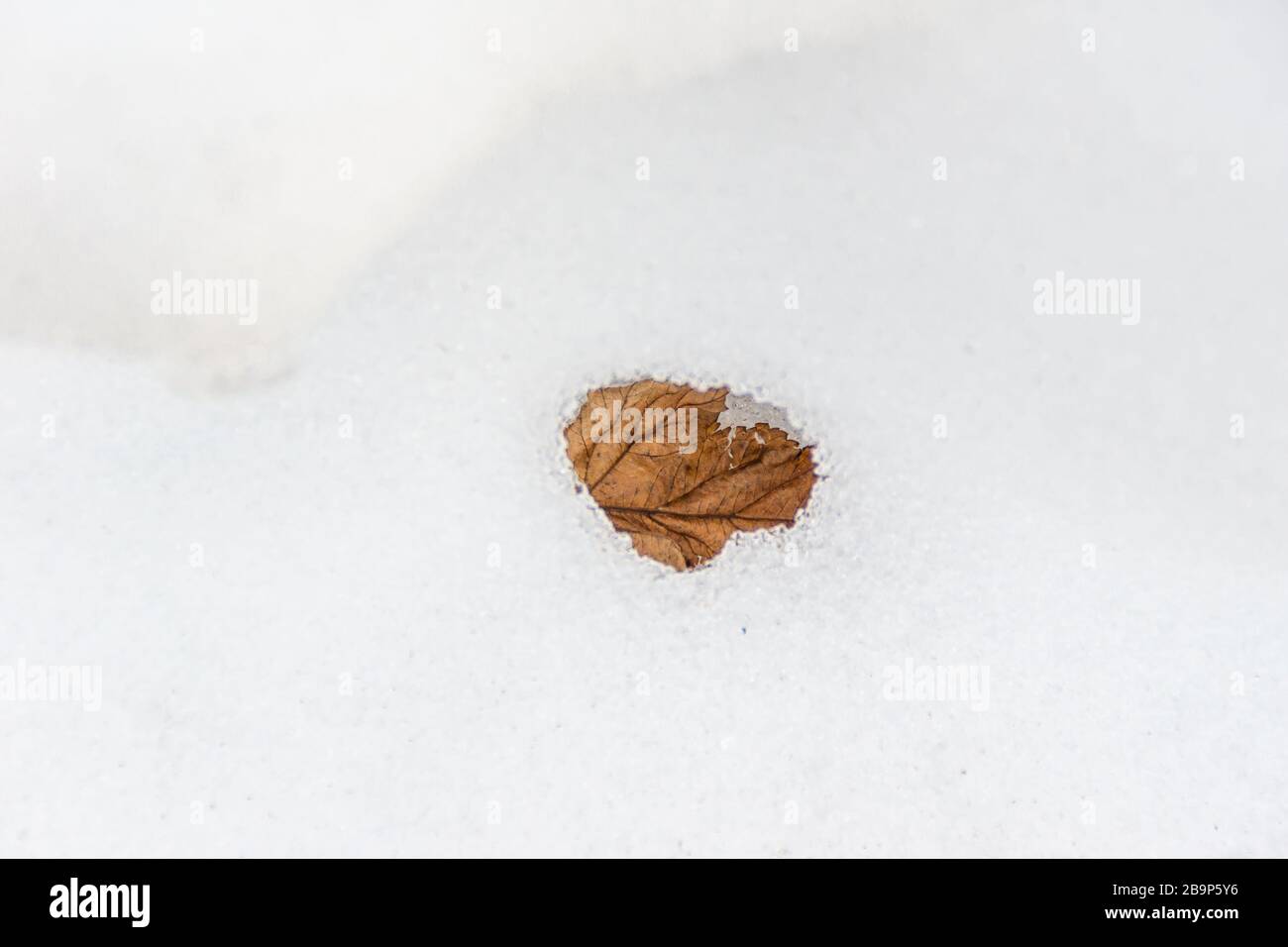 feuille sèche à l'intérieur d'une neige chauffée dans les rayons du soleil de printemps et de la neige fondue Banque D'Images