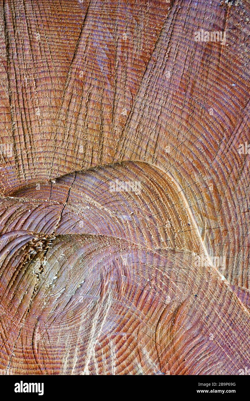 Un arbre scié. La texture du bois. Section transversale de bois d'épicéa et de mélèze. Gros plan. Texture d'arrière-plan Banque D'Images