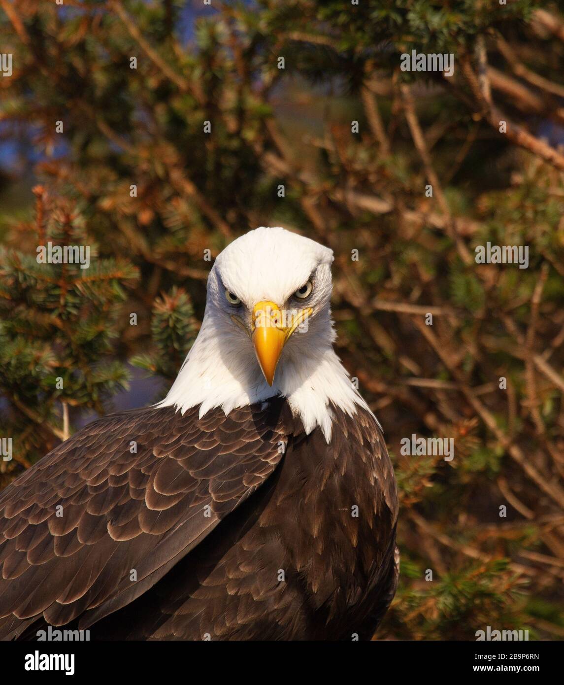 Bald Eagle Portrait intense Stare Banque D'Images