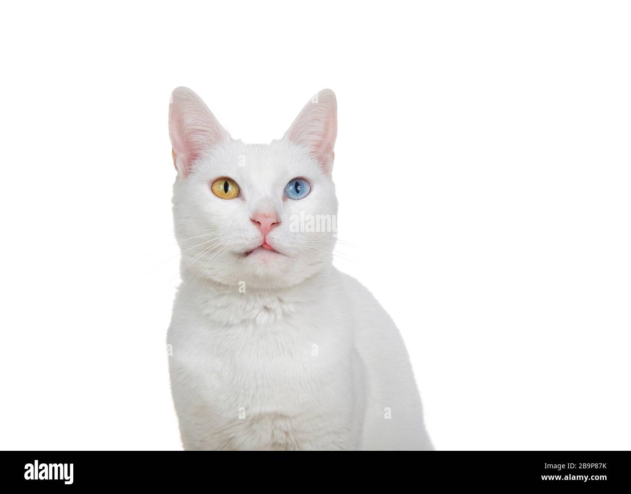 Gros plan portrait d'un chat blanc avec hétérochromie, yeux impairs, regardant jusqu'aux spectateurs avec l'expression curieuse, pointe de langue s'enfermer. Isolé Banque D'Images