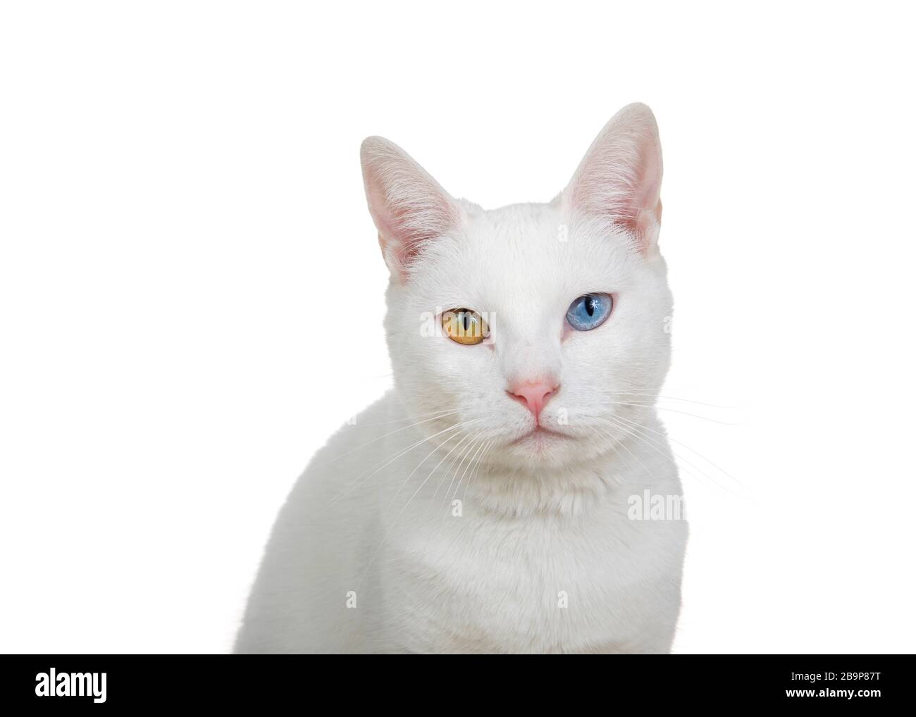 Gros plan portrait d'un chat blanc avec hétérochromie, yeux impairs, regardant directement le spectateur avec un stare intense. Isolé sur fond blanc. Banque D'Images