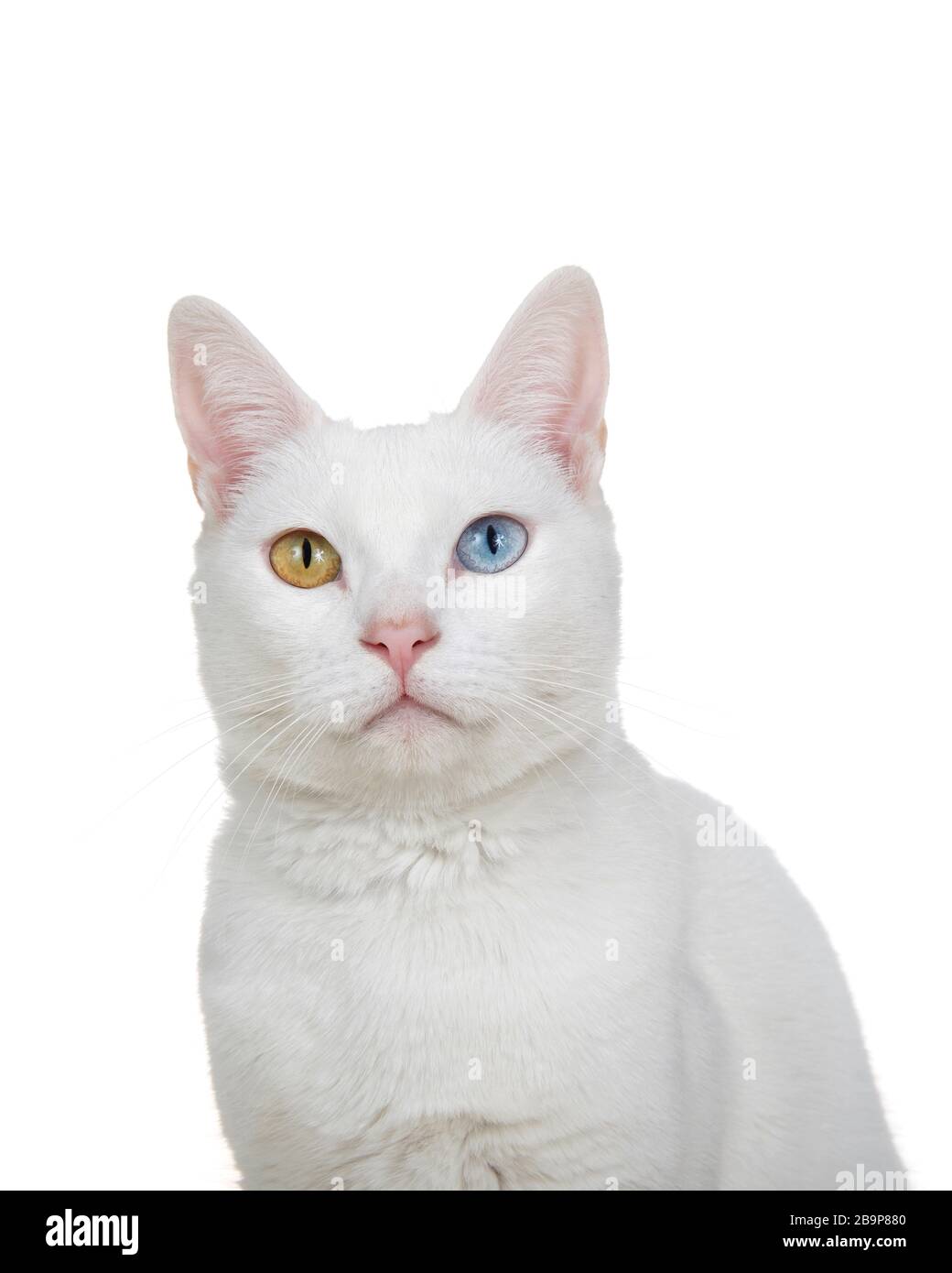 Gros plan portrait d'un chat blanc avec hétérochromie, yeux impairs, regardant directement le spectateur. Isolé sur fond blanc. Banque D'Images