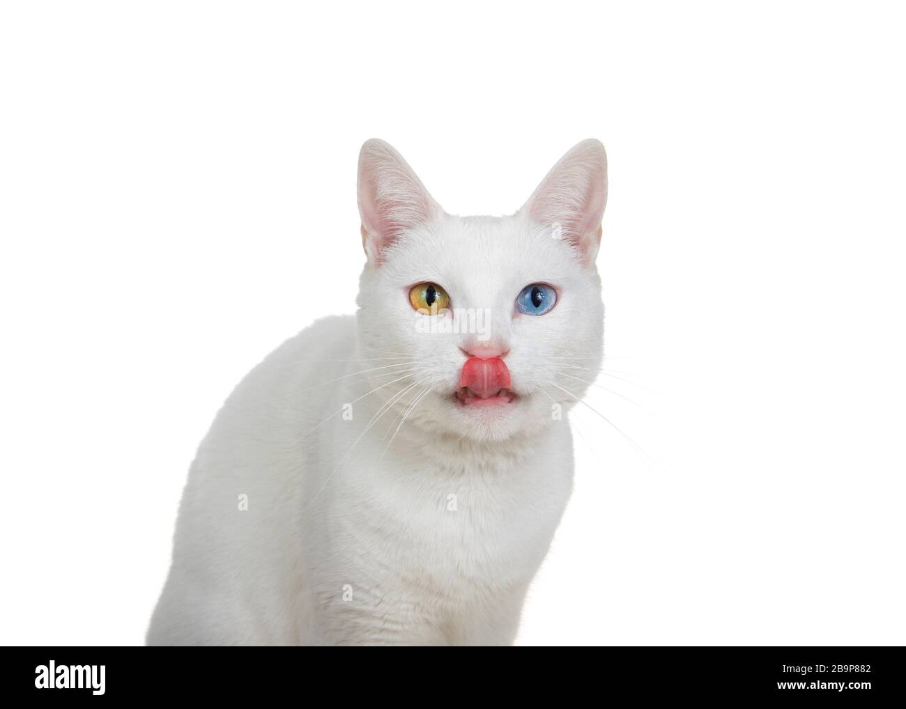Gros plan portrait d'un chat blanc avec hétérochromie, yeux impairs, regardant directement le spectateur avec la langue qui s'encolle. Isolé sur fond blanc. Banque D'Images