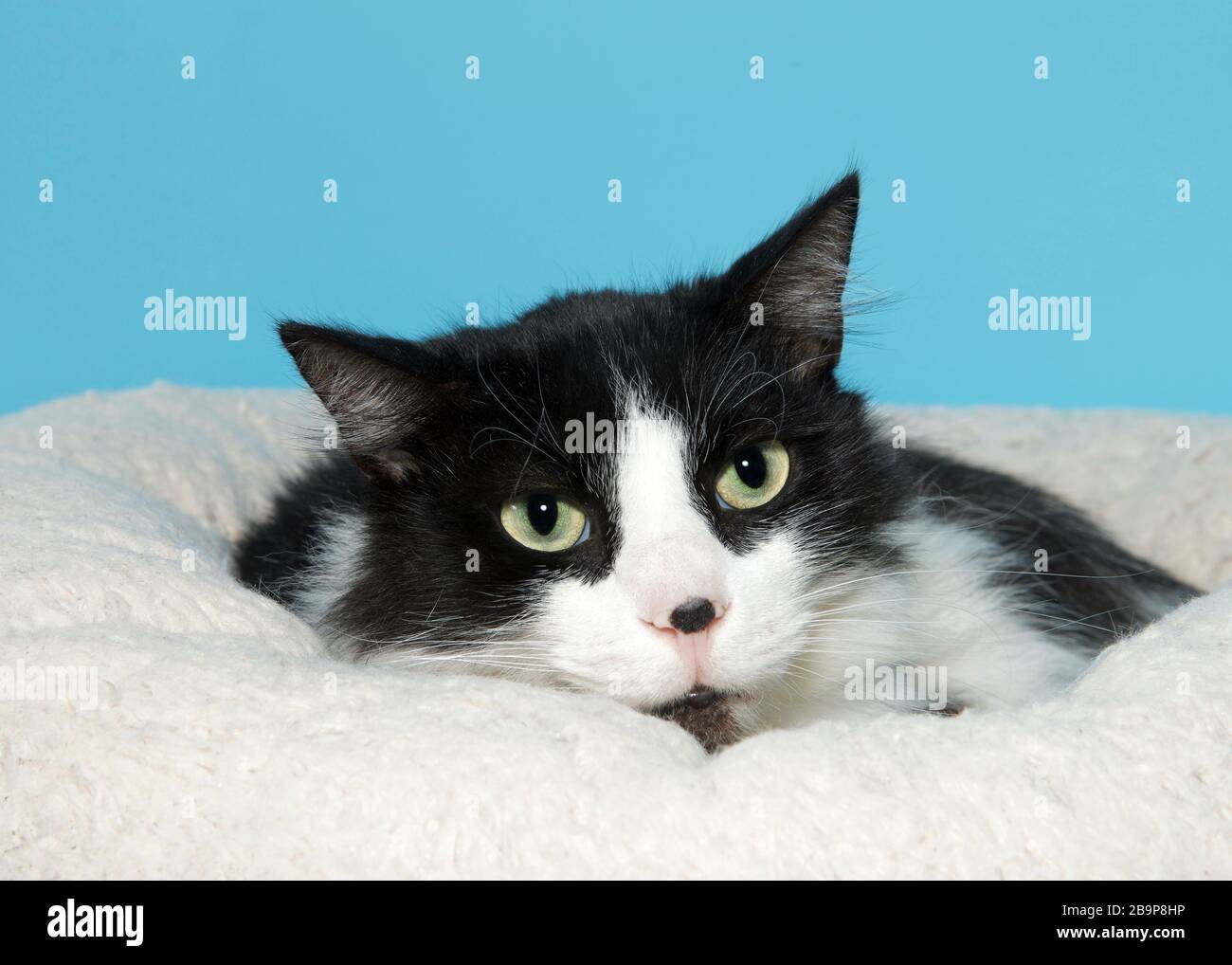 Portrait D Un Timide Chaton Noir Et Blanc S Est Empaille Dans Un Lit Blanc Doux Et Doux Regardant Legerement Vers Les Spectateurs A Droite Fond Bleu Clair Photo Stock Alamy