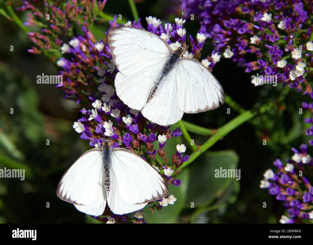 Deux grands papillons blancs du sud sur des fleurs violettes, buvant du nectar. Vue de dessus Banque D'Images