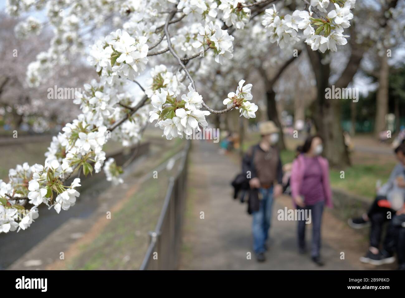 Les personnes portant des masques de visage lors de l'observation des cerisiers en fleurs (hanami) à Tokyo, au Japon. Banque D'Images