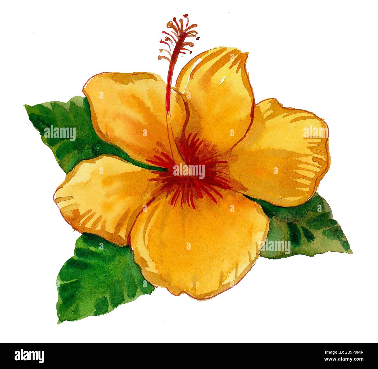 Fleur d'hibiscus jaune. Dessin à l'encre et aquarelle Banque D'Images