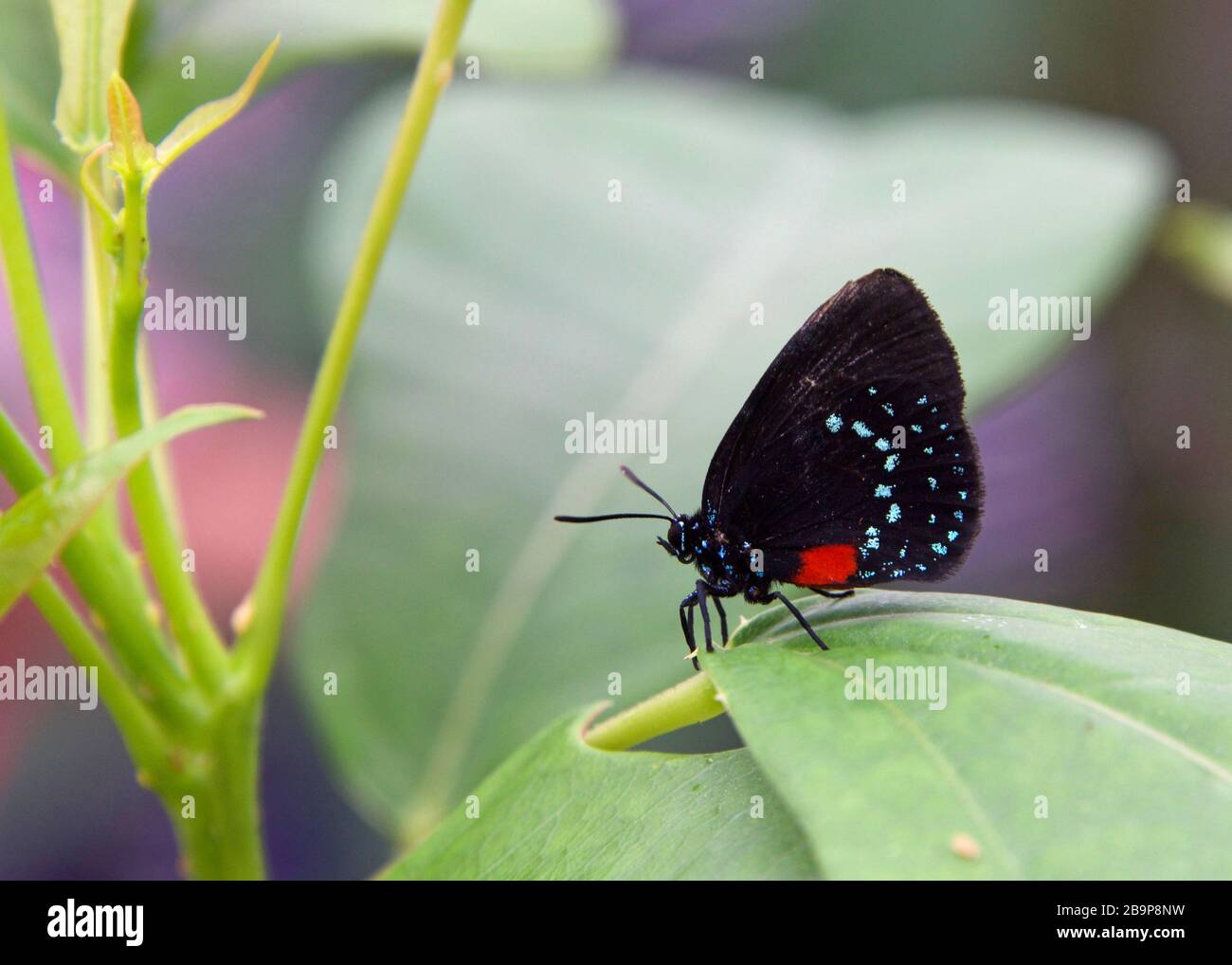 Eumaeus atala, Atala ou coontie hairstreak, un petit papillon coloré de la famille des Lycaenidae. Vue de profil sur la feuille verte. Banque D'Images Eumaeus atala, Atala ou coontie hairstreak, un petit papillon coloré de la famille des Lycaenidae. Vue de profil sur la feuille verte. Banque D'Images