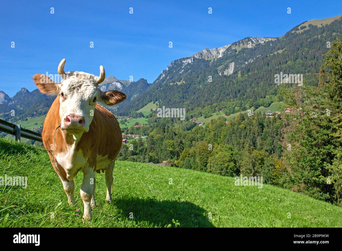 Vache Simmental dans la vallée Simmental Banque D'Images