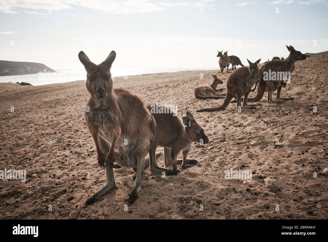 Une foule de kangourous qui ont survécu aux 2020 feux de brousse sur l'île Kangaroo, en Australie méridionale. Banque D'Images