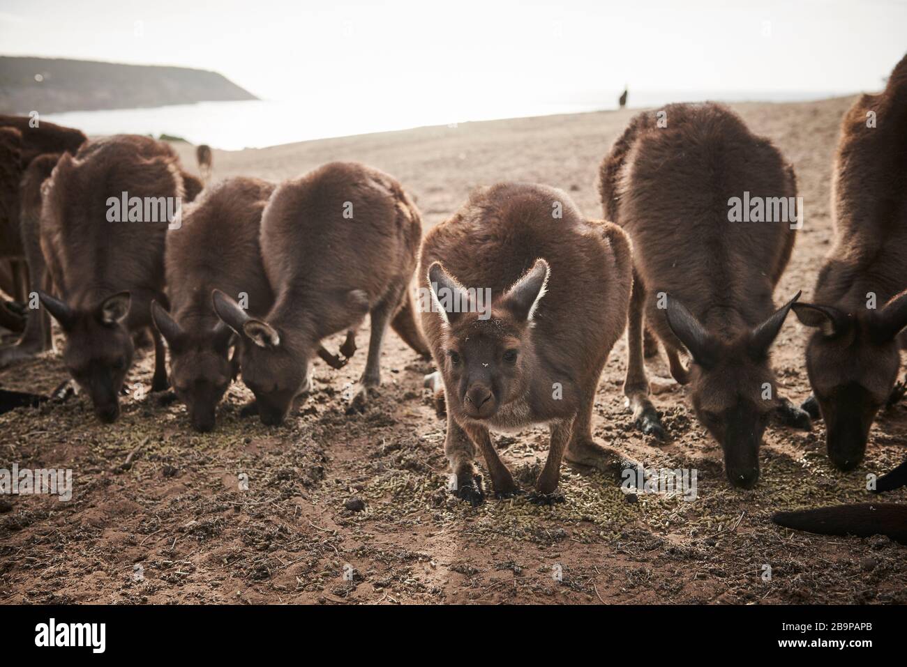 Une foule de kangourous qui ont survécu aux 2020 feux de brousse sur l'île Kangaroo, en Australie méridionale. Banque D'Images