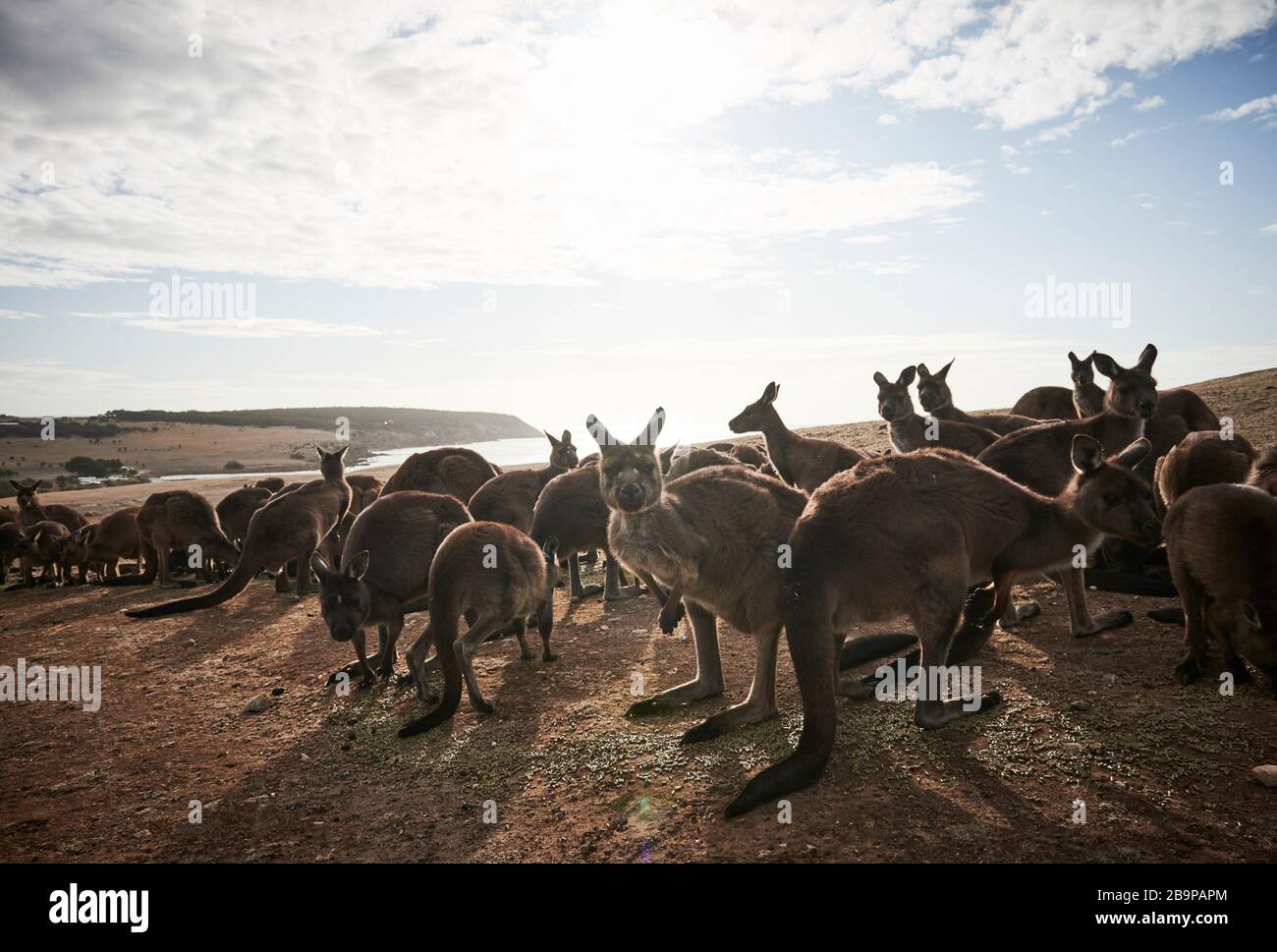 Une foule de kangourous qui ont survécu aux 2020 feux de brousse sur l'île Kangaroo, en Australie méridionale. Banque D'Images