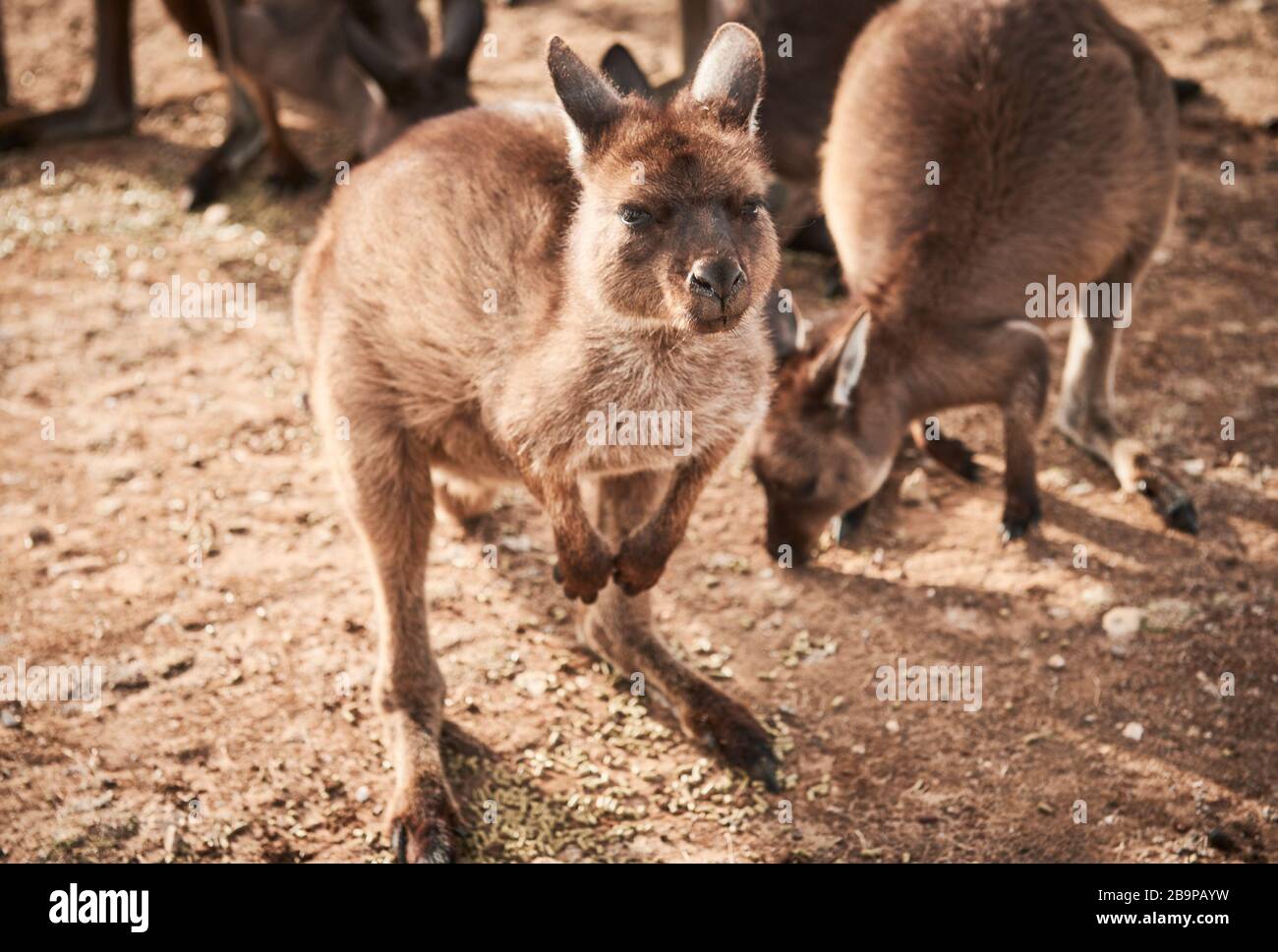 Une foule de kangourous qui ont survécu aux 2020 feux de brousse sur l'île Kangaroo, en Australie méridionale. Banque D'Images