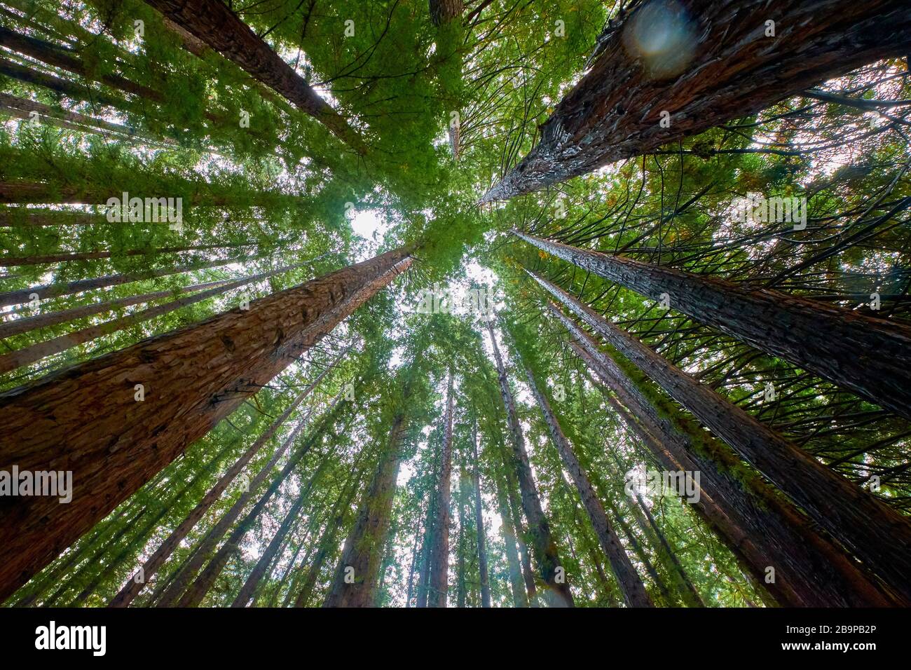 Regardant vers le ciel dans un bosquet de séquoias. À East Warburton, Victoria, Australie. Banque D'Images