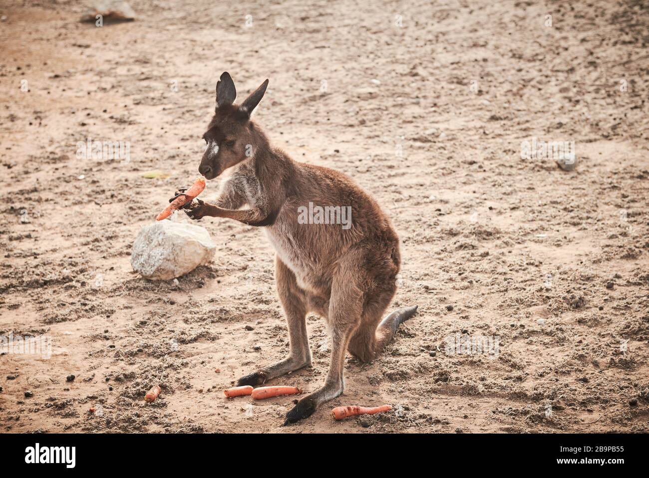 Un kangourou qui a survécu aux 2020 feux de brousse sur l'île de Kangaroo Island, en Australie méridionale. Banque D'Images