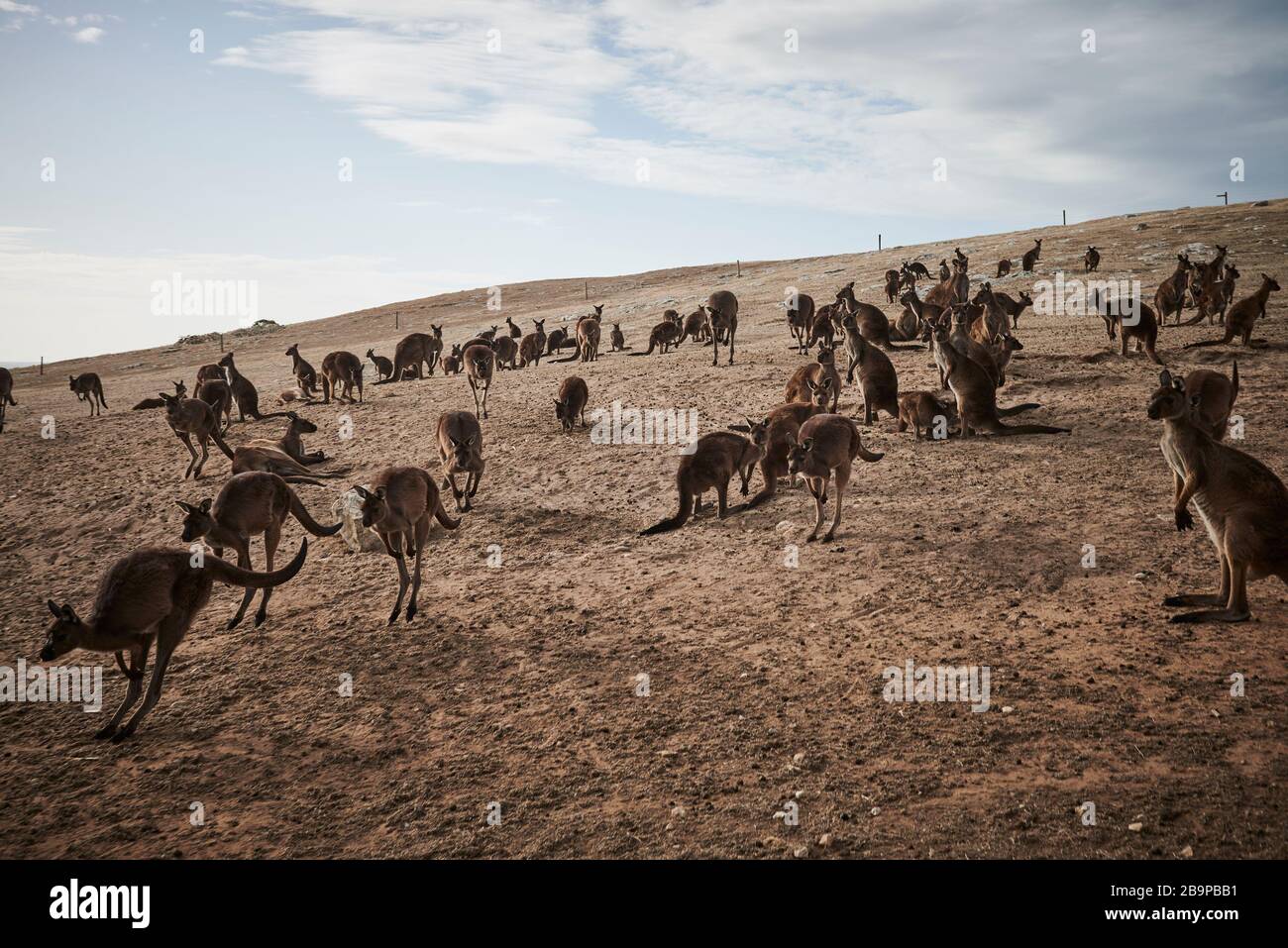 Une foule de kangourous qui ont survécu aux 2020 feux de brousse de Stokes Bay, sur l'île Kangaroo, en Australie méridionale. Banque D'Images