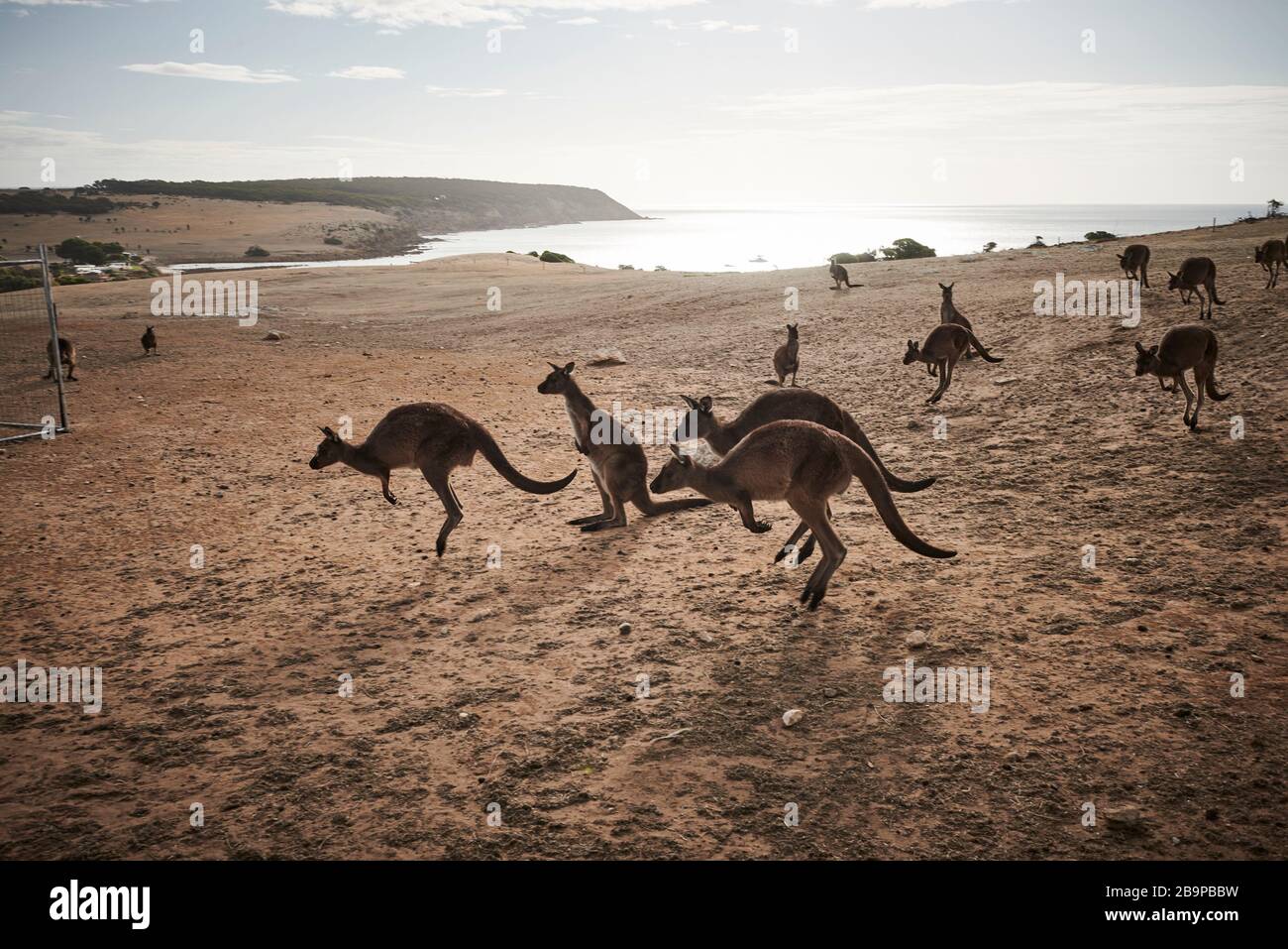 Une foule de kangourous qui ont survécu aux 2020 feux de brousse de Stokes Bay, sur l'île Kangaroo, en Australie méridionale. Banque D'Images
