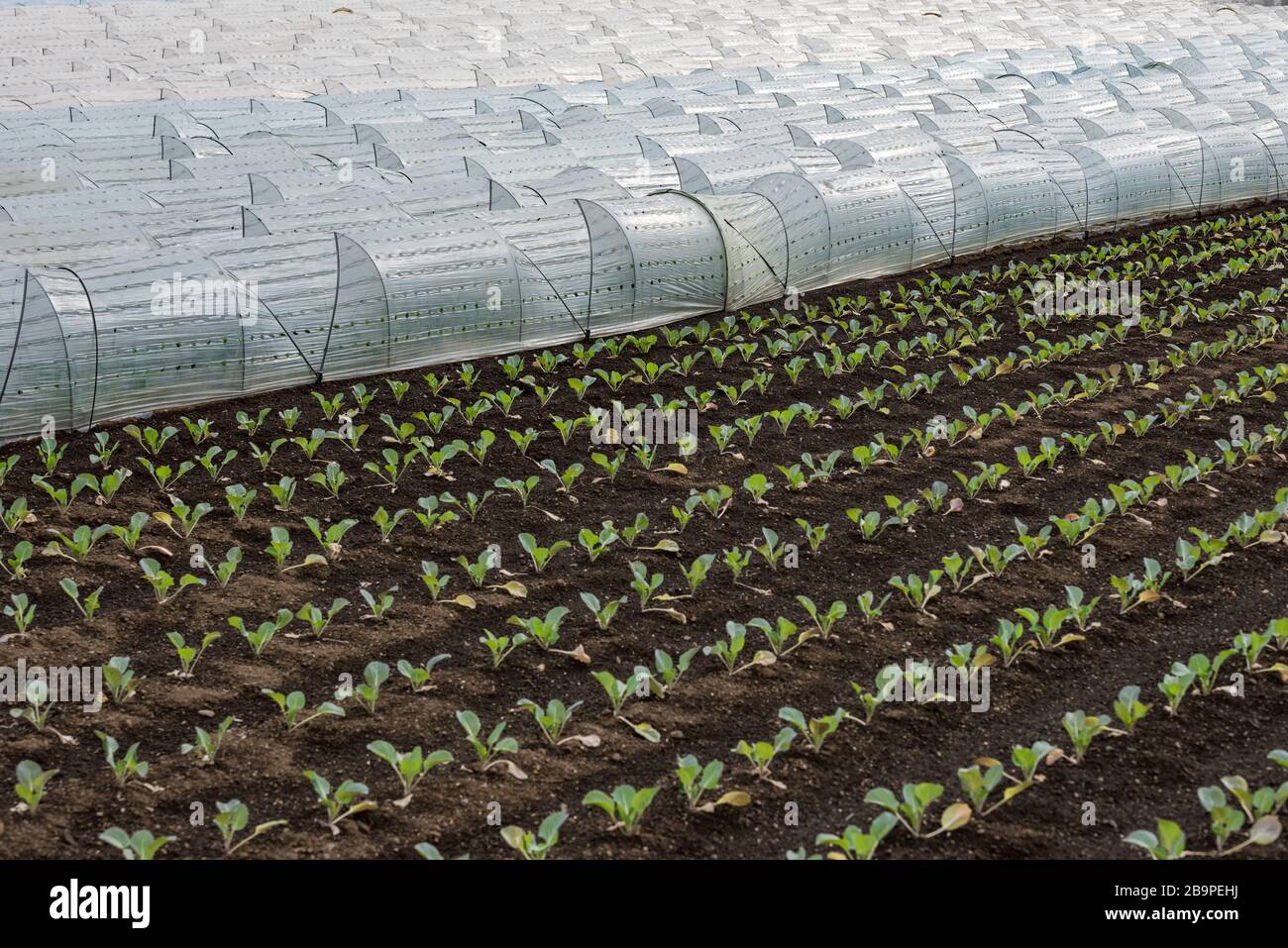 Un champ agricole biologique avec film plastique protégé Banque D'Images