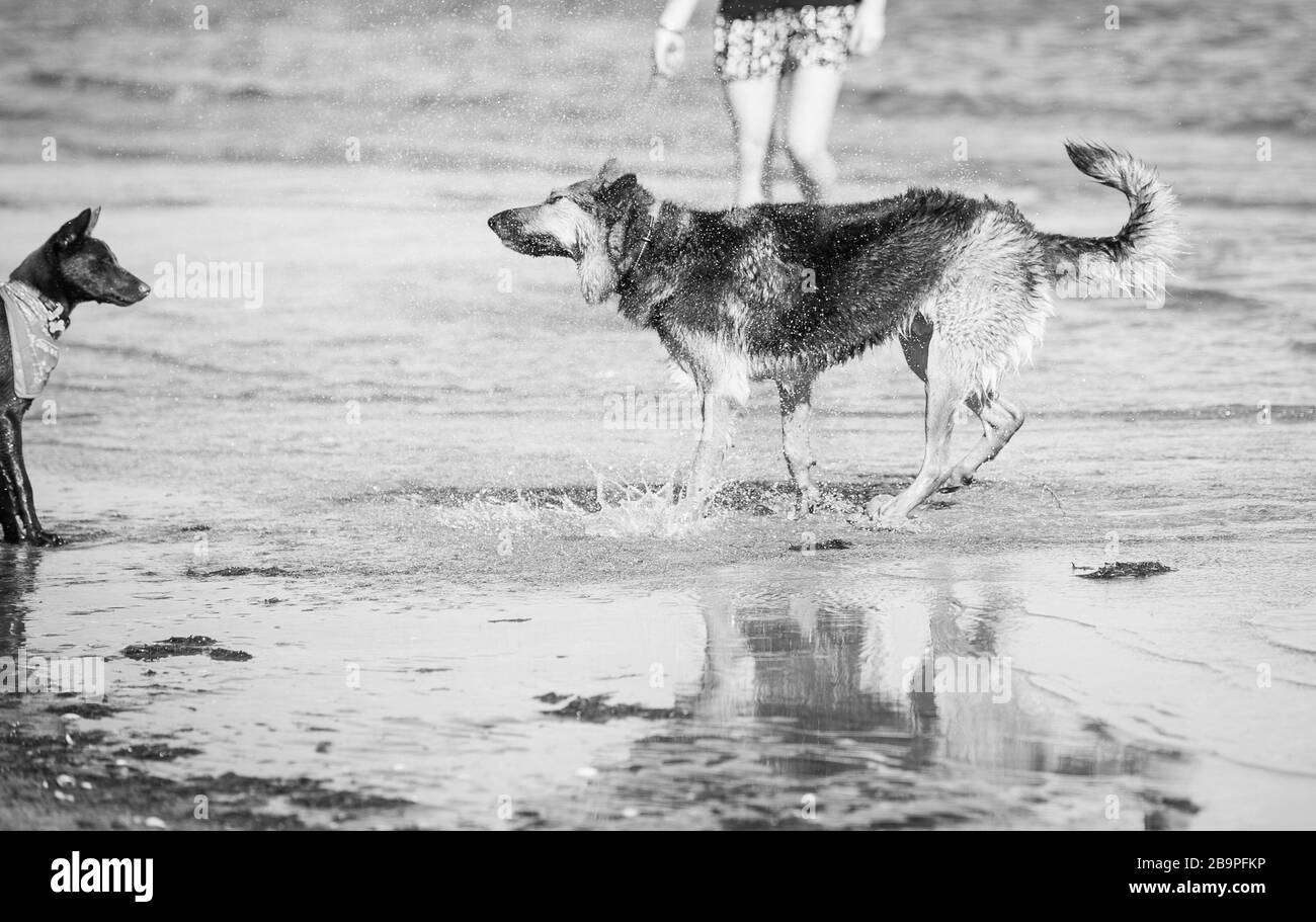 Un chien Berger allemand X Blue Heeler qui se secoue après un plongeon dans l'océan, en Australie. Banque D'Images