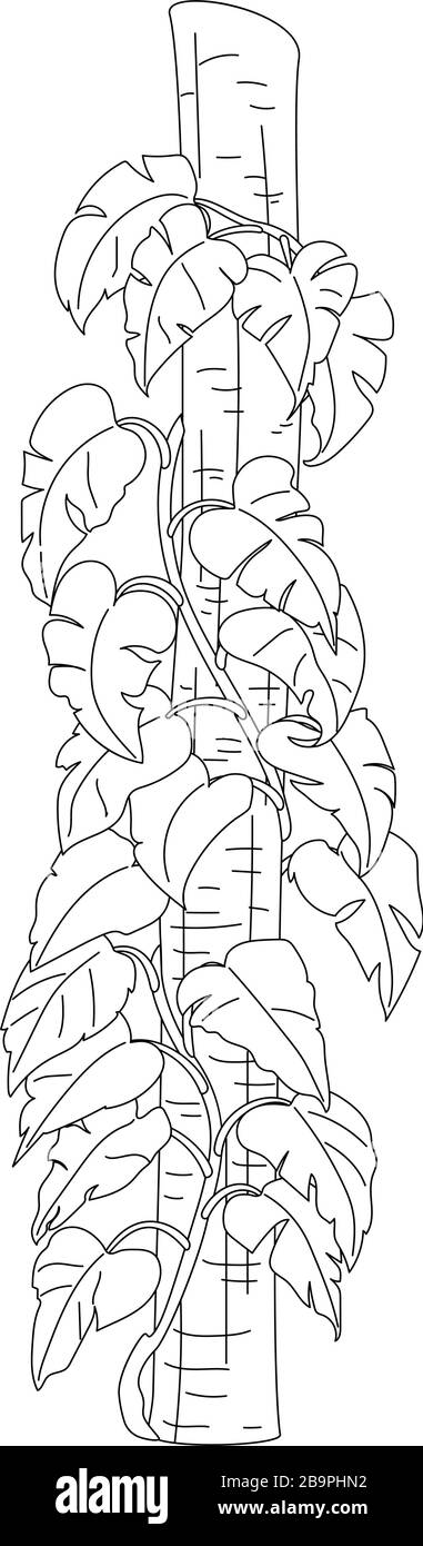 Vecteur dessiné à la main plante clipart Devils ivy Liana Illustration de Vecteur