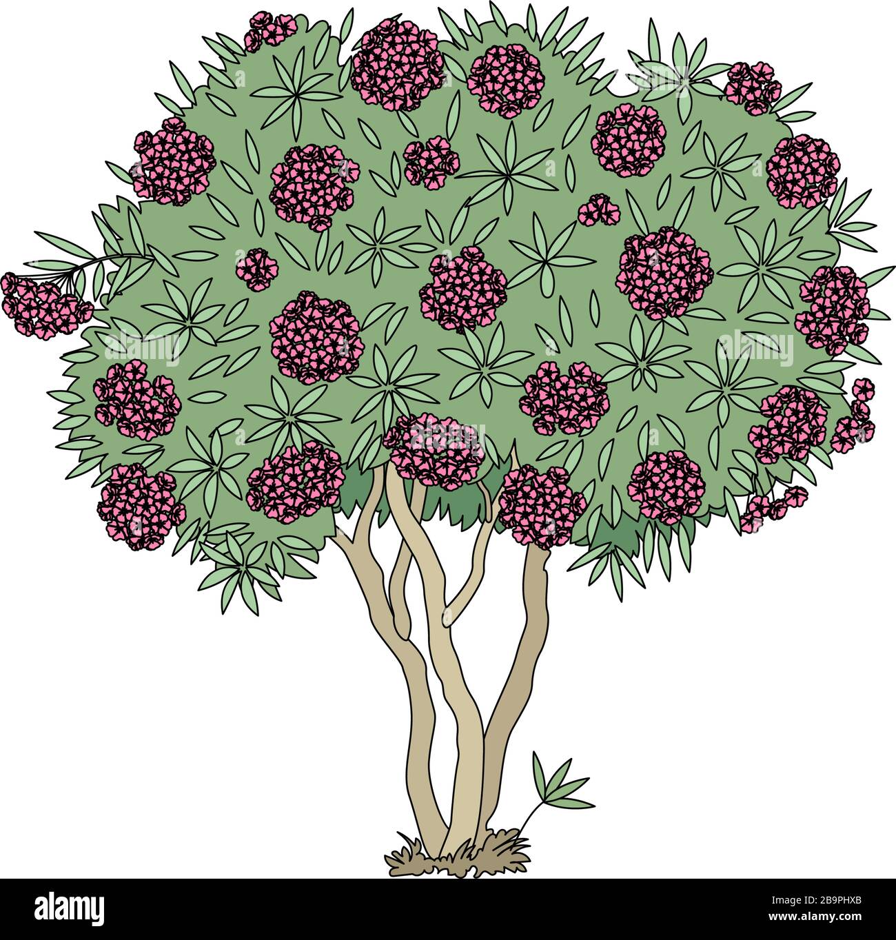 Arbre Oleander fleuri de clipart de plante dessinée à la main Vector Illustration de Vecteur