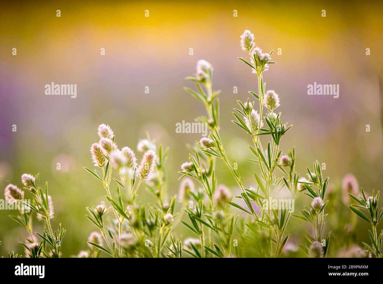 belles fleurs sauvages en bas dans le pré d'été Banque D'Images