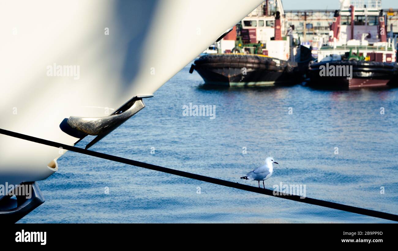L'équilibrage des mouettes sur une corde étroite amarrant le yacht Vossper Thornycroft Mirabella V a maintenant renommé le M5 Cape Town Afrique du Sud Banque D'Images