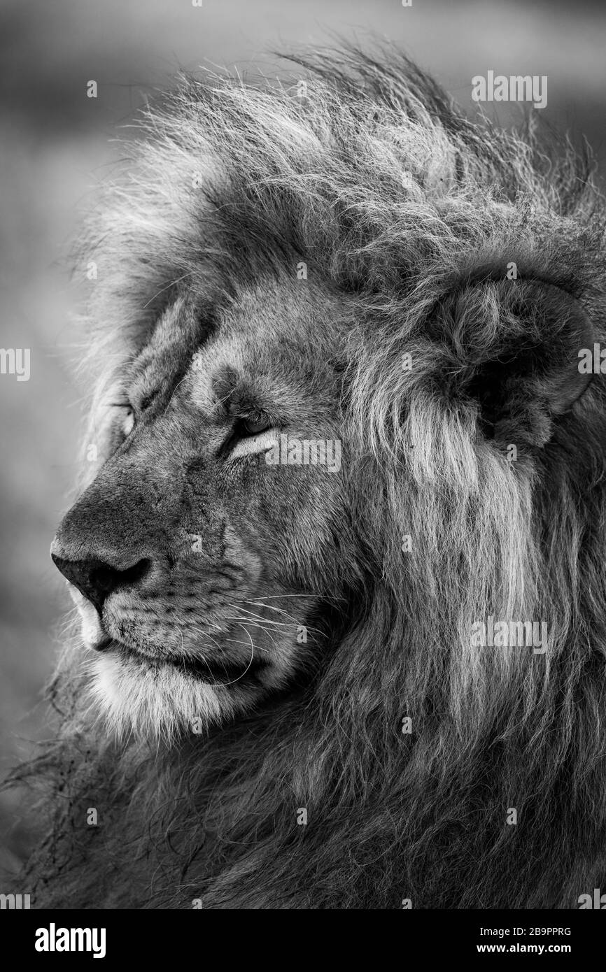 Gros plan mono de la tête du lion mâle Banque D'Images