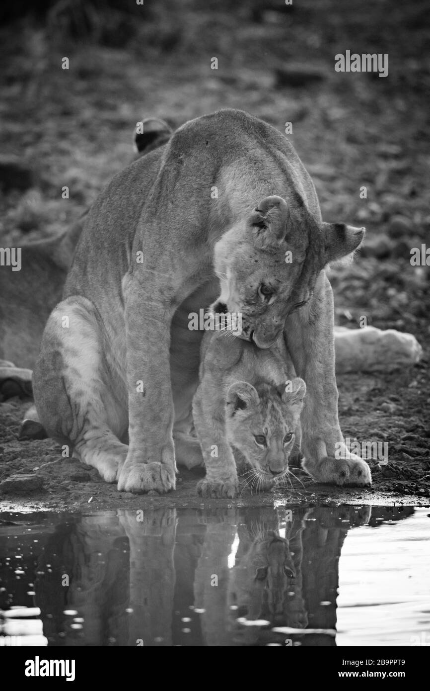 simple lioness nibbling cub au trou d'eau Banque D'Images