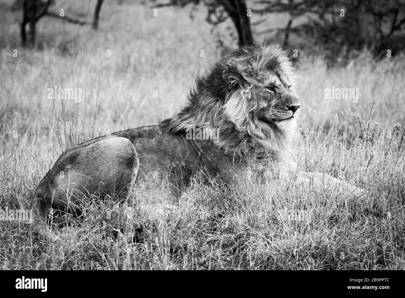 Le lion mâle noir et blanc se trouve dans l'herbe longue Banque D'Images