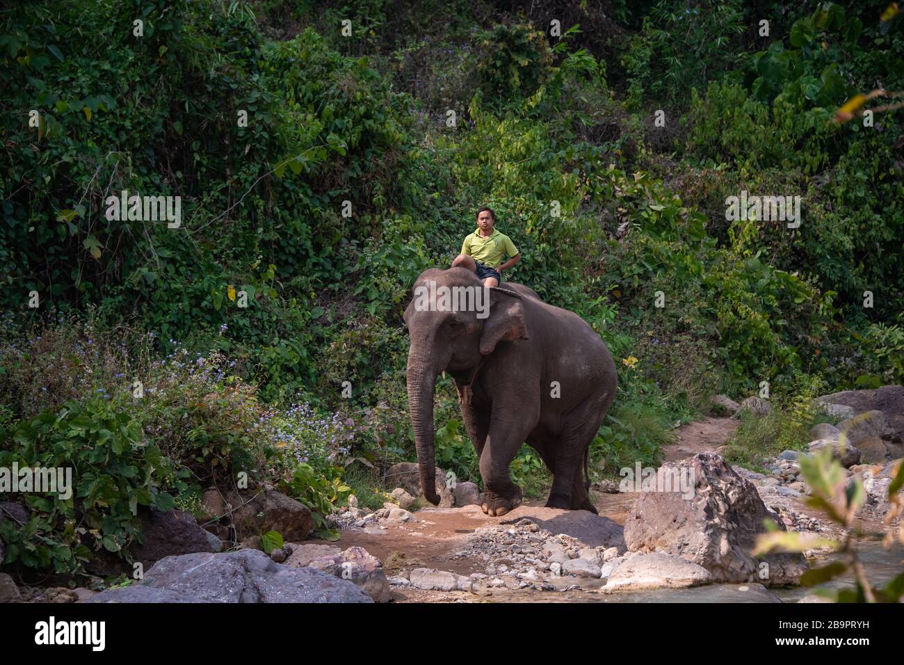 Kalaw, Myanmar - Janvier 2020: Un Mahout fait un éléphant d'Inde le long d'un sentier rocheux dans un paysage vert, Banque D'Images