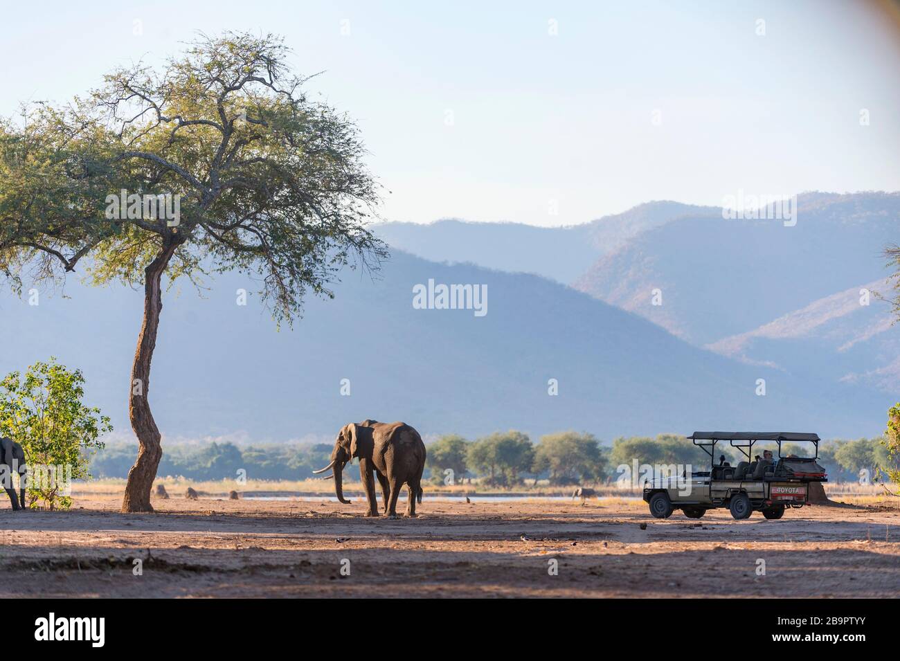 Un troupeau d'éléphants d'Afrique vu dans le parc national des piscines de Mana au Zimbabwe. Banque D'Images