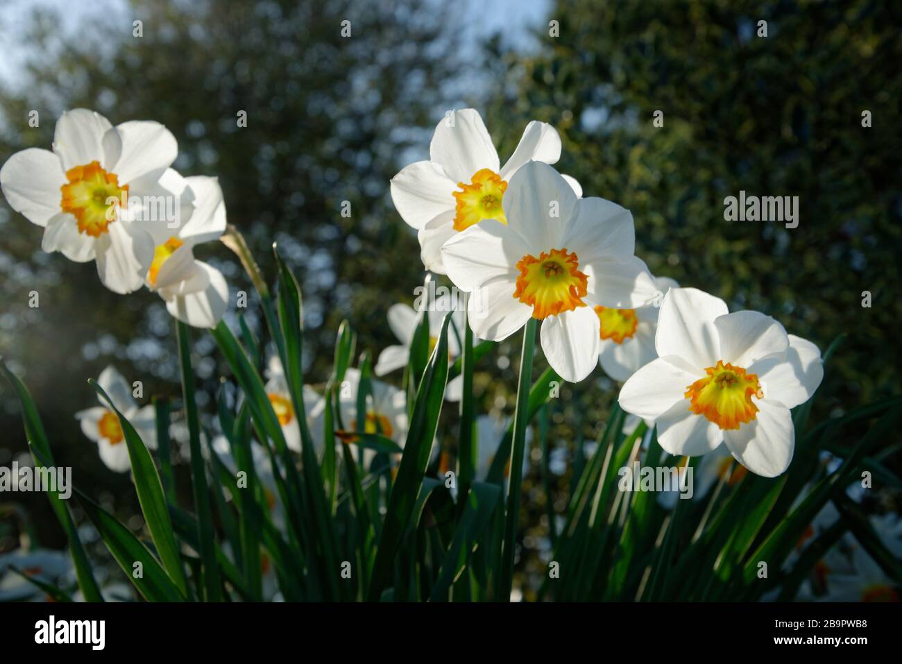 Jonquilles au printemps, une journée ensoleillée. Banque D'Images