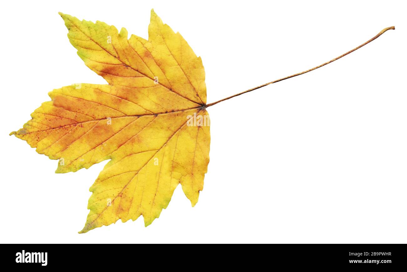 Feuille d'érable d'automne séchée jaune. Feuille d'érable jaune d'automne sèche isolée Banque D'Images