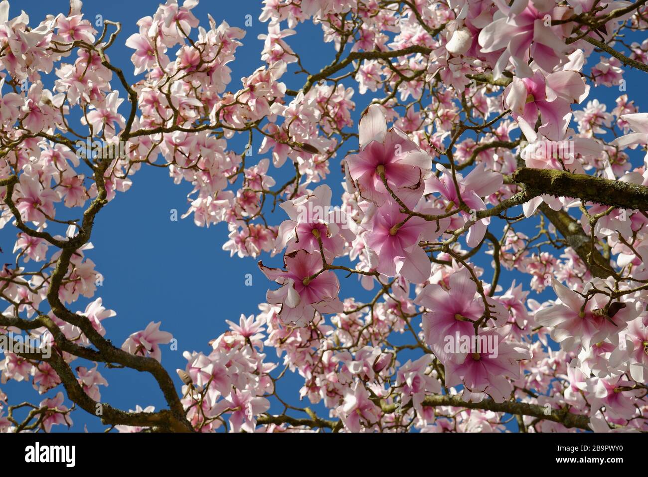 En regardant à travers un magnolia arbre avec un ciel bleu au-delà. Une belle journée de printemps. Banque D'Images