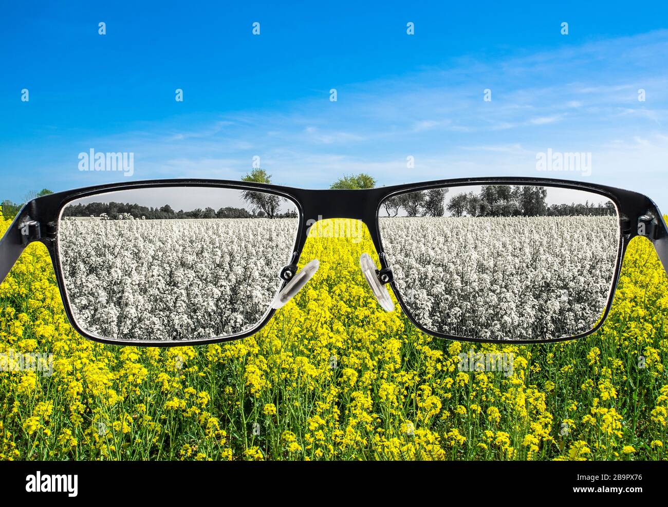 En regardant à travers les verres à blanchir le paysage de la nature avec le ciel bleu et le champ jaune. Cécité des couleurs. Perception du monde pendant la dépression. Banque D'Images