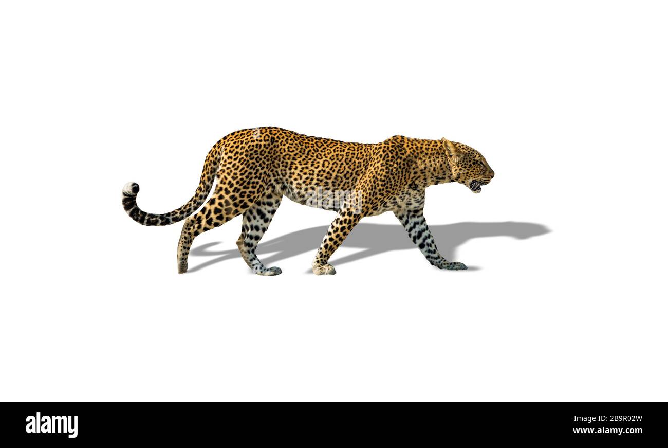 Vue en profil de la marche du léopard isolée sur le blanc avec l'ombre Banque D'Images