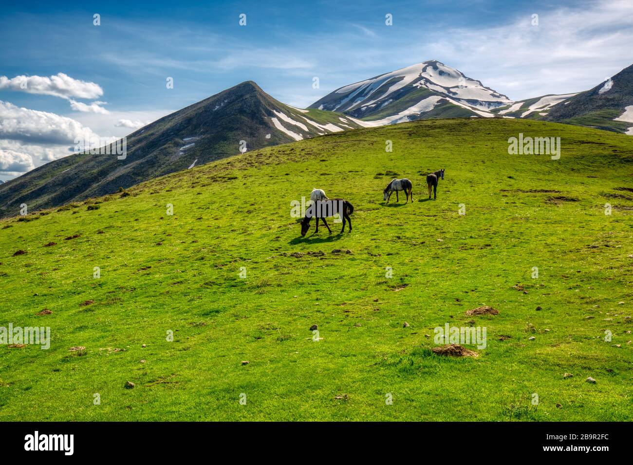 Chevaux sauvages libres sur les montagnes d'Agrafa en Grèce Banque D'Images