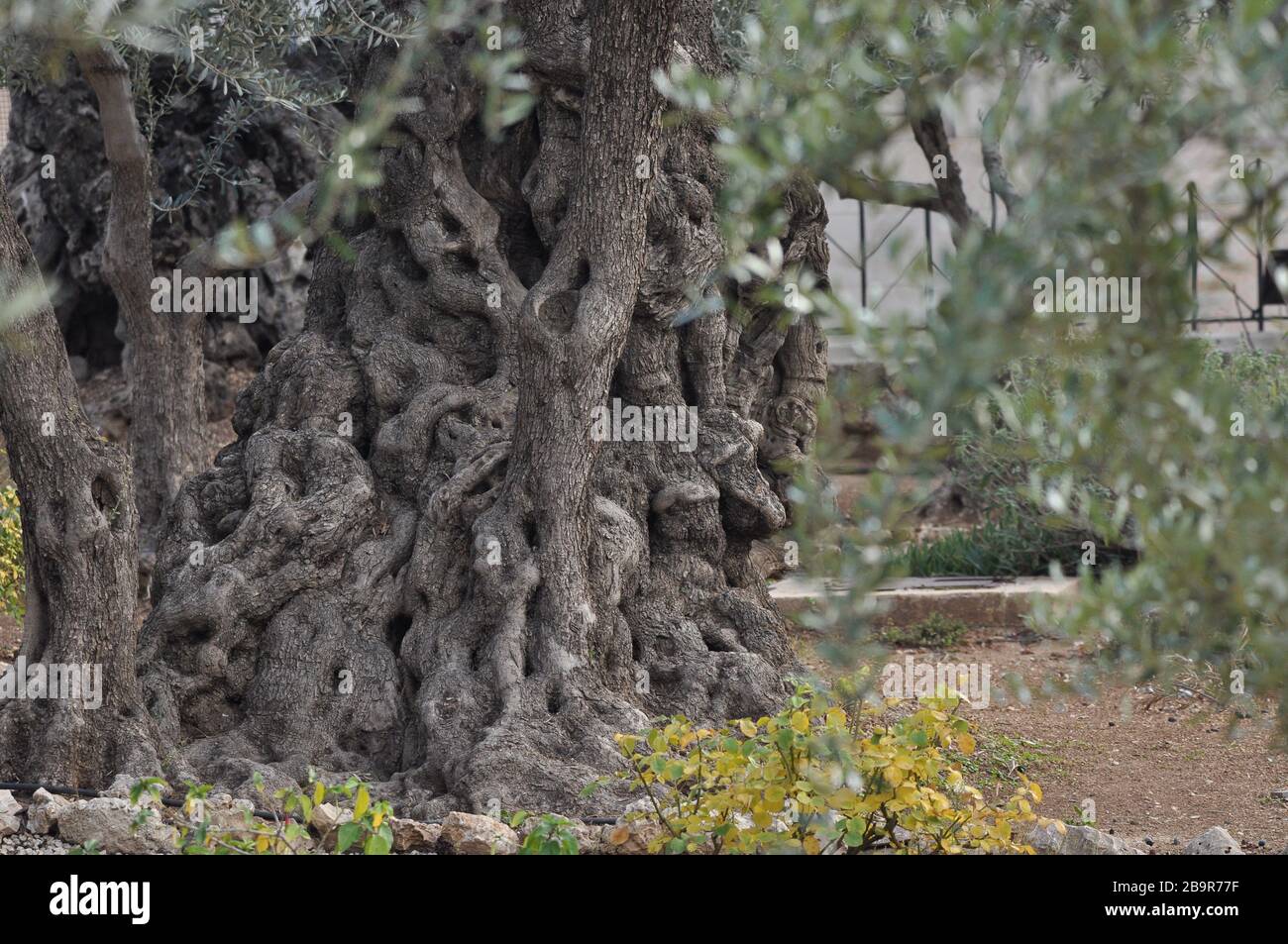 Jardin d'olive. Gethsemane, un lieu de prière et de vigile de Jésus. Le Saint jardin sur la colline d'Olive, lieu de pèlerinage pour les chrétiens. Banque D'Images