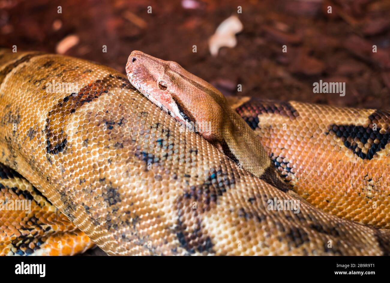 Vue rapprochée du serpent constricteur de Boa Banque D'Images