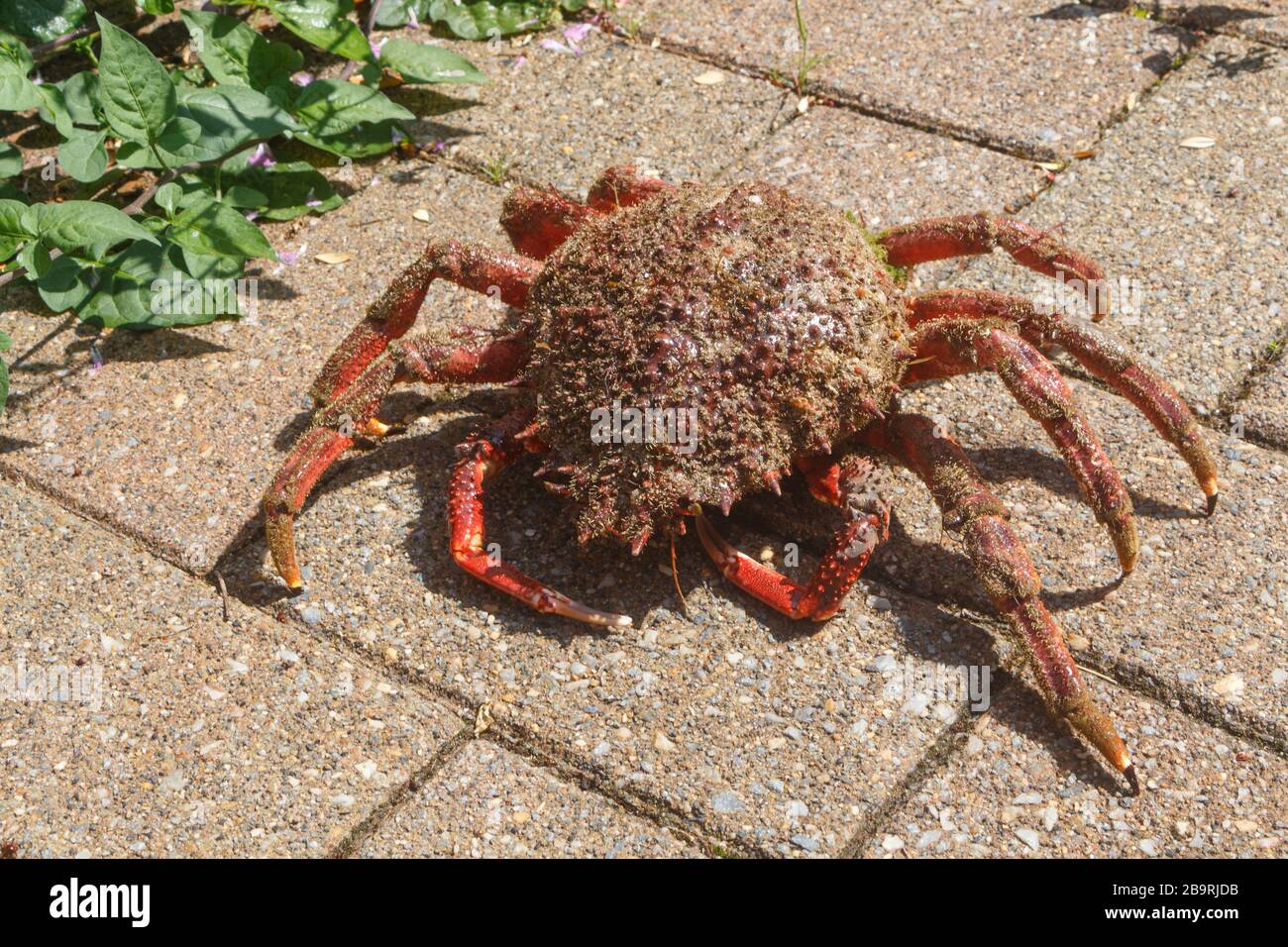 Des crabes d'araignées vivantes sur le pavé après la pêche en Bretagne Banque D'Images