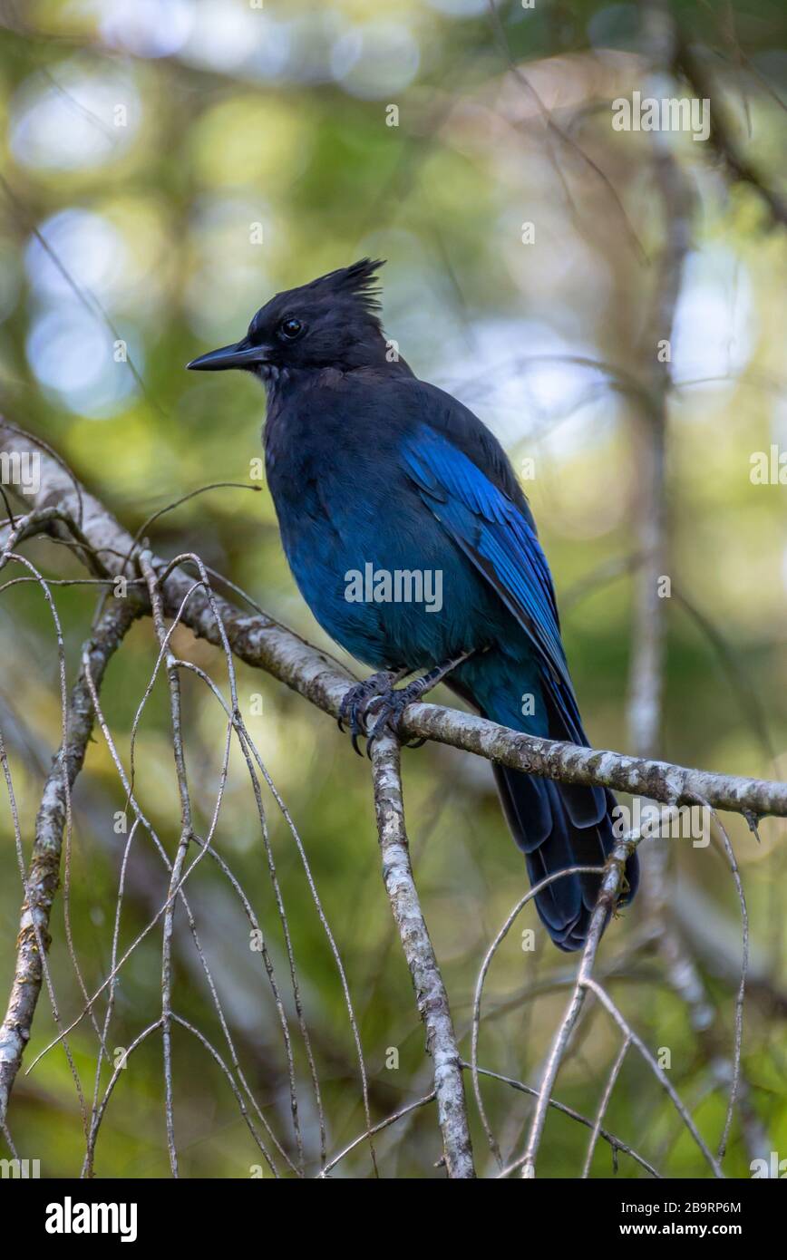 Close up of a blue geai de Steller (Cyanocitta stelleri), appelé aussi longues observées, Jay Jay de montagne ou une branche de pin jayon Banque D'Images