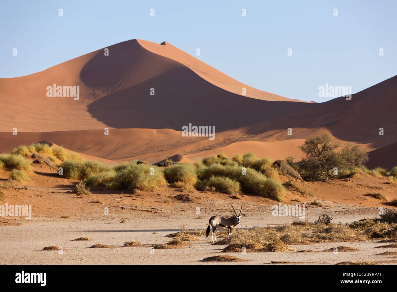 Oryx sud-africain à Sossusvlei, Oryx gazella, Namib Naukluft Park, Namibie Banque D'Images