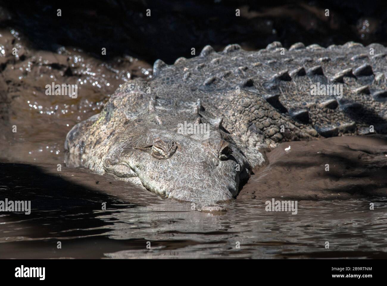 Un crocodile américain attend dans la boue sur une rive. Rivière Tempisque, Parc national du Palo Verde, Costa Rica Banque D'Images